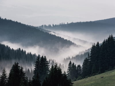 Fototapeta Górska mgła leśna
