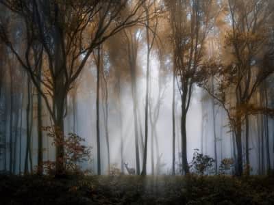 Fototapeta Mgła w jesiennym lesie
