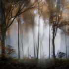 Miniatura fototapety Mgła w jesiennym lesie